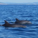 Au large de Cannes : une excursion en mer à la rencontre des dauphins"