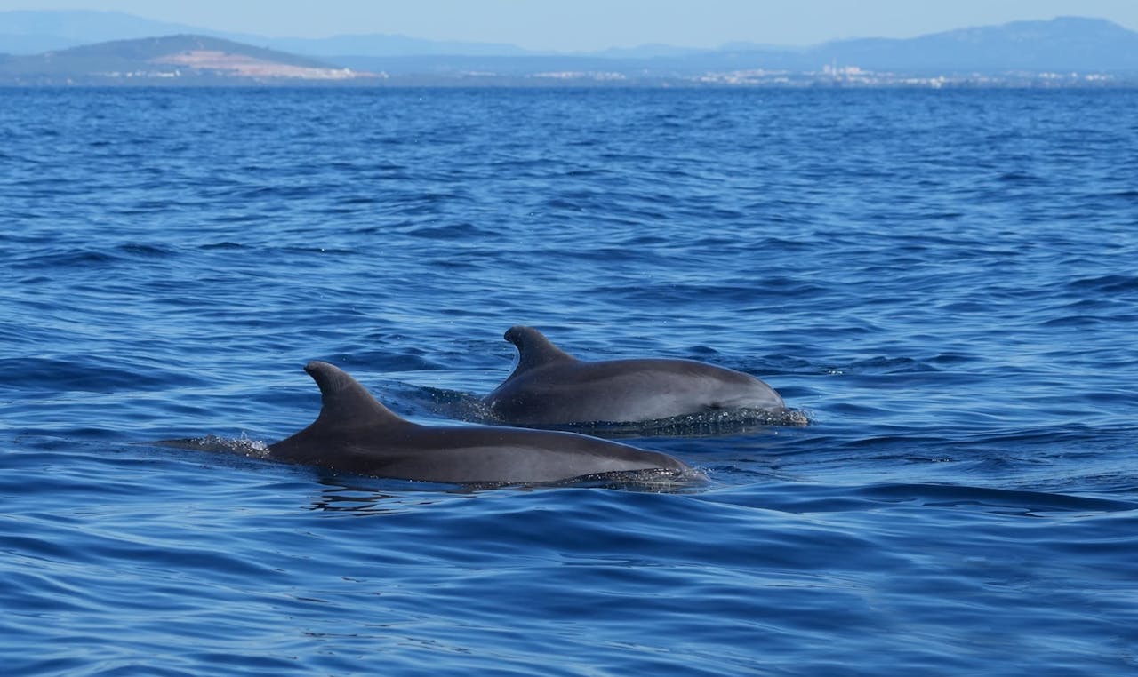Au large de Cannes : une excursion en mer à la rencontre des dauphins"